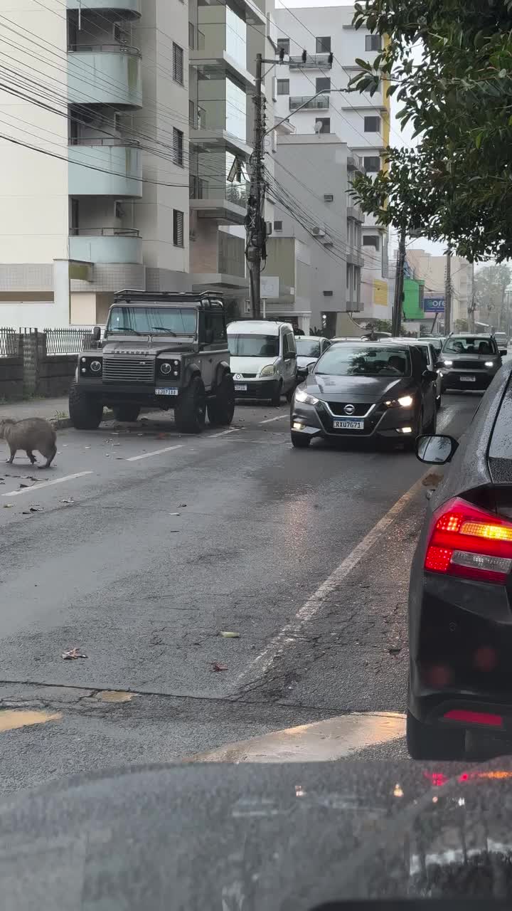 Капибары стали звездами интернета, устроив пробку в Бразилии