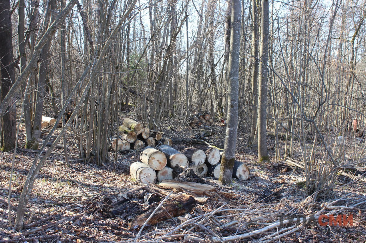 Житель Заокского района устроил охоту на дуб и осины на территории лесничества В Тульской области суд рассмотрит уголовное дело о незаконной рубке лесных насаждений в особо крупном размере Следствие установило что 25 октября 56 летний мужчина находился на территории Нечаевского участкового лесничества в Заокском районе Местный житель незаконно срубил один дуб и три осины Тем самым нарушитель причинил региональному министерству сельского хозяйства природных ресурсов и экологии ущерб на общую сумму более 400 тысяч рублей Прокурор Заокского района утвердил обвинение по этому уголовному делу Его по существу рассмотрит Алексинский межрайонный суд 1  2   Подпишись на новости Мы в MАХ