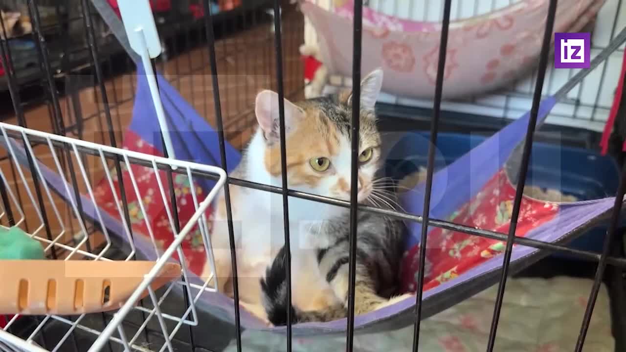 Коты из зоны СВО станут артистами театра Куклачева