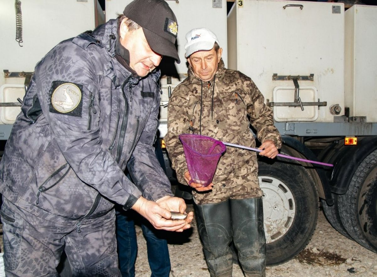 В Задонском районе в реку Дон выпустили 3,5 тонн сазана     Выпуск молоди прошел в качестве компенсационного для увеличения природной популяции рыб в липецких водоемах.  ↗  Прислать новость   Подписаться