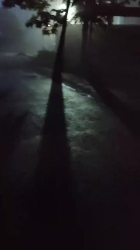 Во Владивостоке бродячие собаки продолжают угрожать местным жителям