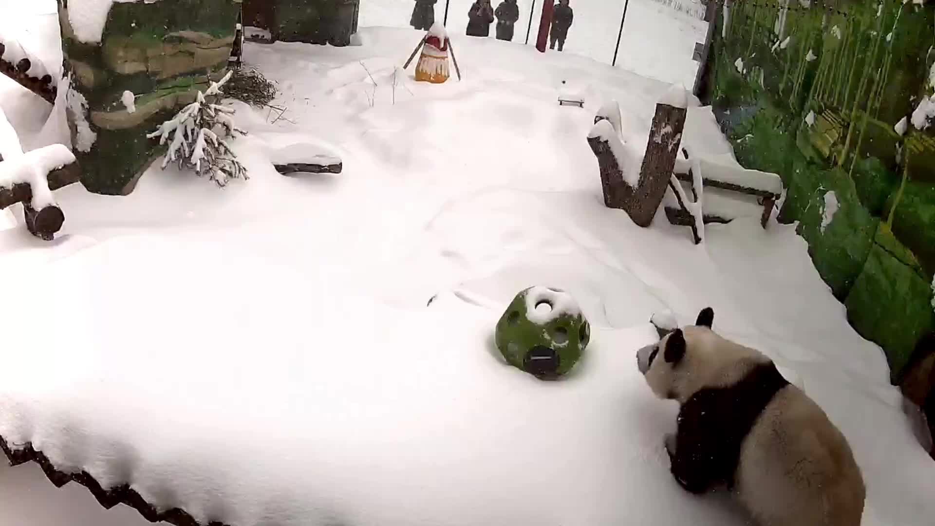 Катюша демонстрирует оригинальный способ входа в вольер после снегопада