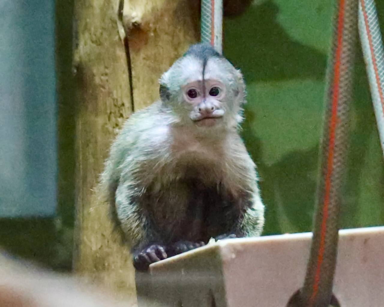 Жители столицы выбрали имя для детеныша редкого капуцина плаксы Абсолютным фаворитом оказалось имя Норман которое составили из первых слогов имен родителей малыша Нори и Матроса Москвичи выбрали имя для нового обитателя Московского зоопарка детеныша редкого капуцина плаксы Участниками голосования стали свыше 229 9 тысячи человек на сайте проекта Активный гражданин а также более 9 7 тысячи детей на платформе Активный гражданин детям Абсолютным фаворитом оказалось имя Норман которое составили из первых слогов имен родителей малыша Нори и Матроса Оно стало символом продолжения семейной истории Его выбрали 60 процентов горожан и 45 процентов юных жителей столицы в возрасте от шести до 14 лет Теперь у маленького самца который уже перешел на взрослый рацион питания появилось собственное имя Увидеть малыша Нормана вместе с родителями можно в павильоне Дом приматов на новой территории Московского зоопарка Капуцины плаксы удивительные приматы с высоким интеллектом которые используют орудия труда и моют пищу перед едой Свое название они получили из за характерных протяжных криков напоминающих плач ребенка Общаются эти обезьяны с помощью сложной системы звуков от нежных позывов до громких сигналов тревоги Кстати в Центре восстановления и адаптации птиц начинает работу Кружок анималистического рисунка для детей Подробности ниже На занятиях ребята узнают о повадках птиц научатся передавать образ и движение попробуют разные материалы и техники А еще участники познакомятся с обитателями Центра ведь именно они станут нашими моделями На первом занятии детей ждет встреча с балобаном Али Ученики узнают о среде обитания особенностях анатомии и образа жизни гастрономических пристрастиях и содержании в Центре этого красивого хищника Для участников кружка и сопровождающего взрослого входной билет в Центр не требуется Возраст 5 Время каждый четверг с 15 00 до 16 30 Купить билет на занятие можно по ссылке bilet mos ru event 372822257 Наш телефон 79162037389 Электронная почта a tomashevskiy moscowzoo ru