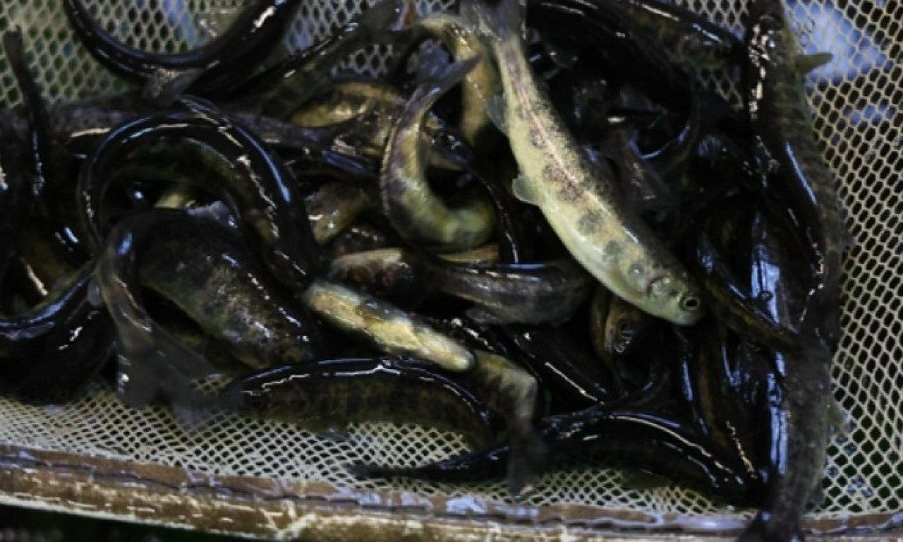 В 2025 году в Мурманской Архангельской областях и Ненецком автономном округе выпустили в естественную среду обитания свыше 1 3 миллиона экземпляров молоди ценных пород рыб Масштабные мероприятия по искусственному воспроизводству проводились как за счет государства так и в рамках компенсационных программ предприятий