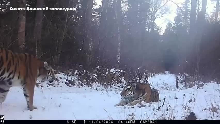 Молодая тигрица посетила мать в Приморском заповеднике