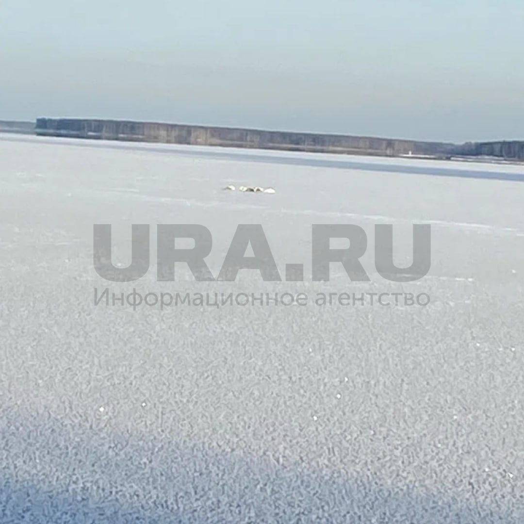 Стая лебедей примерзла ко льду в Пермском крае Тревогу забили жители Чайковского где на одном из местных водоемов заметили заблокированных птиц Подойти к ним невозможно слишком большие риски провалиться под воду Неравнодушные граждане просят откликнуться людей у которых есть лодка чтобы оказать помощь лебедям и не допустить их гибели от холода URA RU направило запрос в Минприроды региона Ответ ожидается Подписаться на URA RU мы в MAX