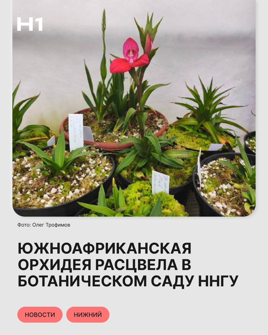 В природе редкий цветок встречается только на Столовой Горе в Кейптауне. В Нижнем в биотехнической лаборатории орхидею размножили и теперь исчезающий вид хранится в банке in vitro для будущих поколений. Подписаться Прислать новость