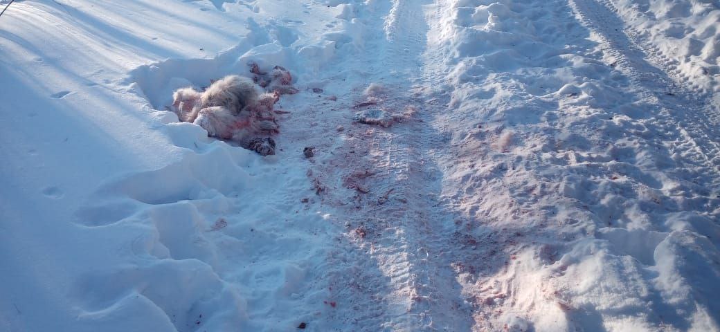 В п. Верхнезейске  Зейский округ  замечены следы двух волков. Звери вышли в район дач, сняли с цепи собаку и съели, говорят местные.  «Будьте осторожны, голодные звери могут нападать на людей. Предупредите всех, кто пешком ходит на дачи», - пишут нам в предложку          Реклама