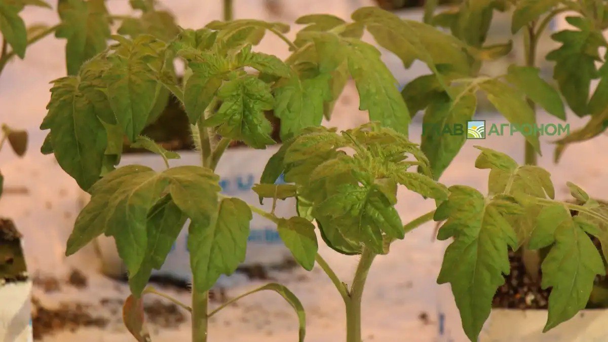 В Калининградской области может появиться тепличный комплекс ГК Рост В регионе довольно низкий уровень самообеспеченности овощами 57 при этом логистические затраты на их поставку из основной части страны высокие Подробнее читайте