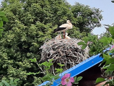 Птенцов краснокнижных аистов заметили в Калужской области В начале лета у многих пернатых появляются птенцы. Так и белые аисты обзавелись потомством. Два аистенка заметили в деревне Карцево Мещовского района. Напомним, что эти птицы занесены в Красную книгу региона категории "редкие".