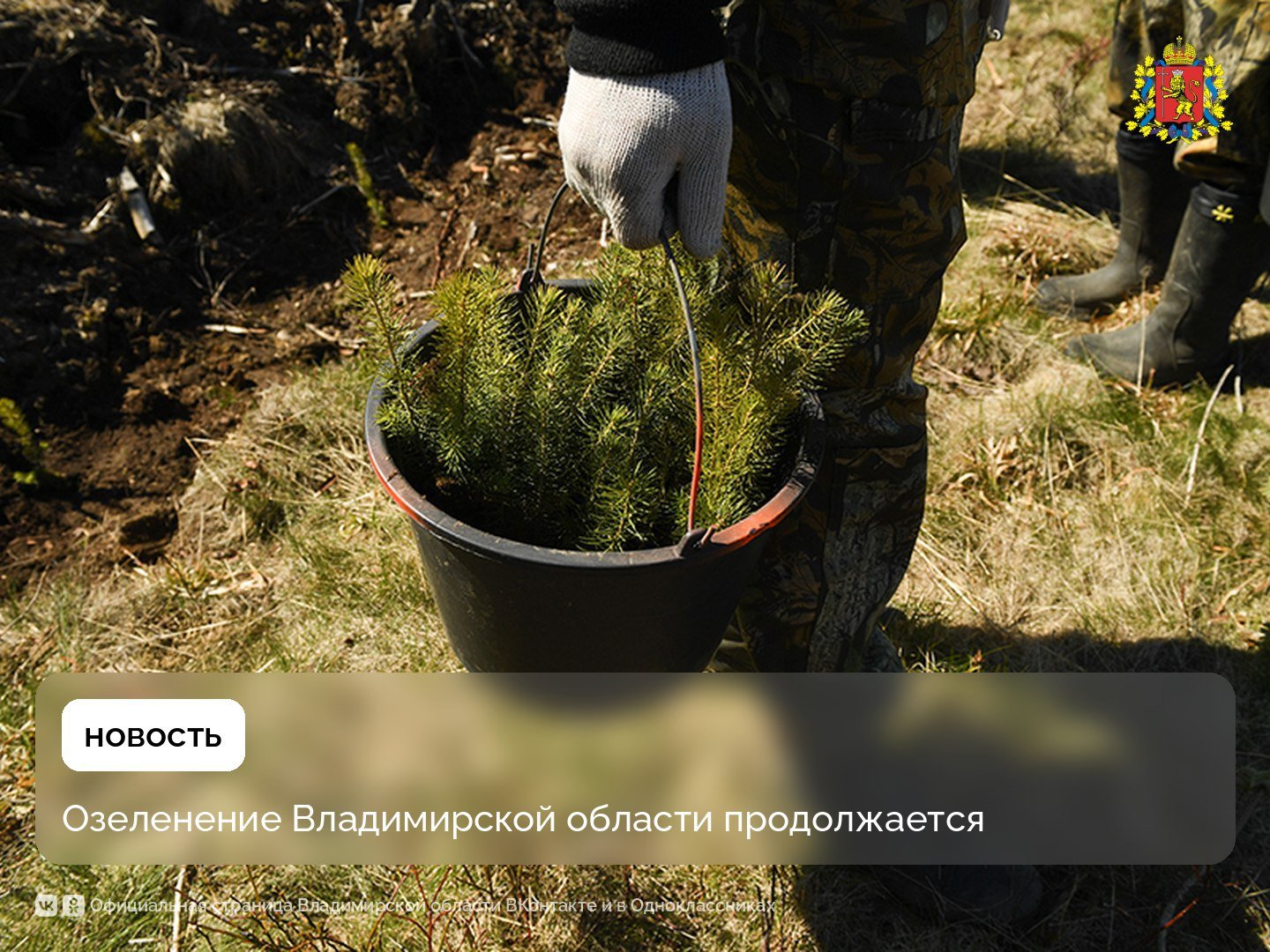 Уже высажено 1500 гектаров леса из запланированных 3000 гектаров весенней посадки. Гусь-Хрустальный, Меленковский, Ковровский, Судогодский и Селивановский районы – настоящие лидеры по озеленению, сообщили в Минлесхозе региона. В 2025 году планируется восстановить леса на площади 6500 гектаров. Это огромный вклад в экологию региона, реализуемый в рамках федерального проекта «Сохранение лесов» нацпроекта «Экологическое благополучие». Кроме того, во всех районах области проходят мероприятия Международной акции «Сад памяти» по высадке леса. Каждый желающий может внести свой вклад в восстановление лесов. Подробная информация на сайте clck.ru/3GJj3z.