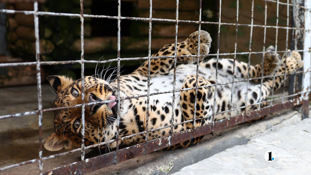 В новом году челябинский зоопарк откроется 2 января На зверей можно будет посмотреть с 10 до 19 часов кассы работают до 18 00 Детский контактный зоопарк открыт с 11 до 16 часов кассы закрываются на полчаса раньше при температуре не ниже 10 C А вот 31 декабря и 1 января зоопарк не работает odinoblculture