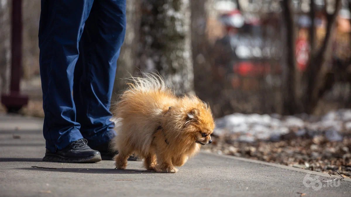 Немецкий шпиц стал самой популярной породой собак в этом году В тройку также вошли чихуахуа и вельш корги пемброк передает ТАСС В десятку попали пудель немецкая овчарка кавалер кинг чарльз спаниель йоркширский терьер лабрадор ретривер среднеазиатская овчарка и джек рассел терьер Первые три строчки рейтинга последние годы остаются неизменными рассказали в Российской кинологической федерации РКФ Самым существенным отличием стал рост популярности пуделя который поднялся на две позиции Эксперты РКФ связывают это с двумя факторами рост спроса на неприхотливых собак компаньонов для городских условий качества самой породы пудель практически не линяет не имеет специфического запаха при должном уходе и легко обучается