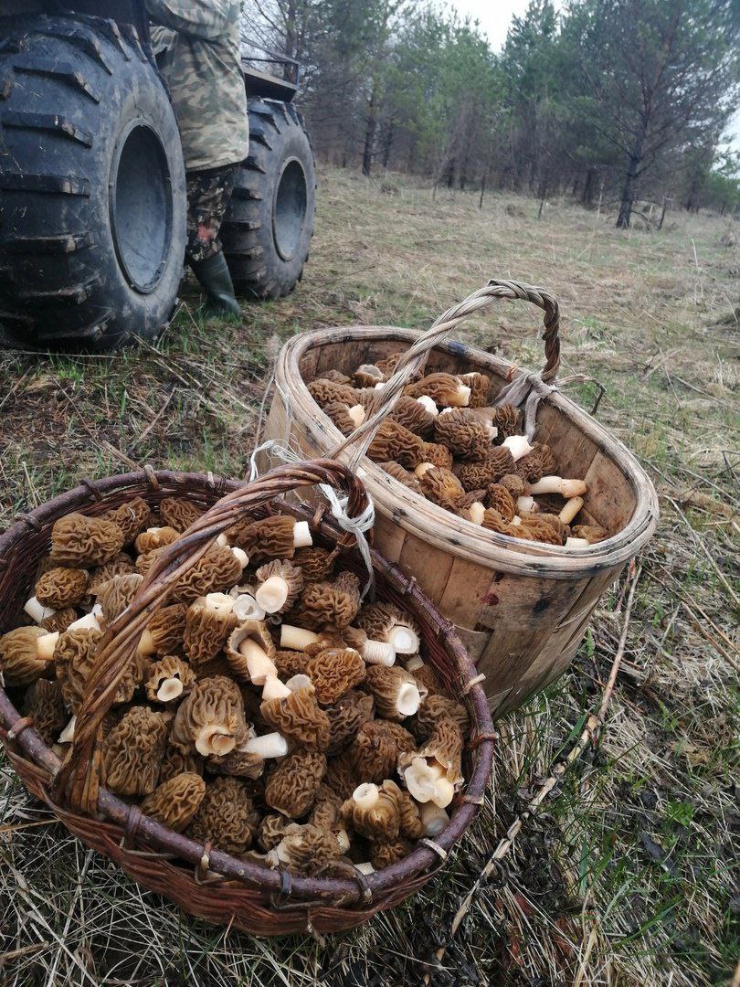 На Юге Архангельской области в селе Верхняя Уфтюга Красноборского округа, жители поделились в соцсети фотографиями первых в этом году грибов – сморчков. Эти весенние грибы появляются в лесах, парках, садах и степях, особенно обильно на 3–4-й год после лесных пожаров реже ежегодно на старых пожарищах либо на местах рубок. Сморчок съедобен и хорошо подходит для сушки.