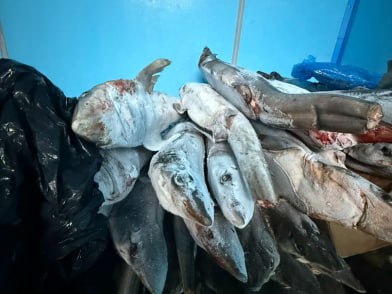 Житель Супсеха хранил у себя дома 6 тонн немаркированной рыбной продукции Полицейские нагрянули с обыском к 60-летнему предпринимателю. В ангаре оперативники обнаружили большое количество камбалы, калкана и катрана. Также стражи порядка изъяли запрещенные снасти. Теперь любителю рыбки грозит до 6 лет лишения свободы. Фото: пресс-служба ГУ МВД России по Краснодарскому краю Анапское Черноморье