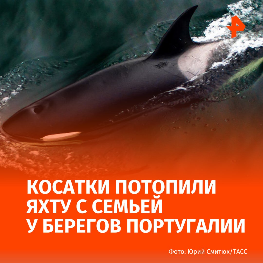 Стая косаток потопила яхту с семьей из пяти человек в Португалии сообщает Daily Star Инцидент произошел примерно в 88 км к юго востоку от города Пениши Киты повредили корпус судна и оно начало набирать воду На борту яхты под французским флагом находились двое взрослых и трое детей в возрасте восьми десяти и 12 лет Они успели отправить сигнал SOS и перебраться в спасательный плот до того как их яхта затонула Им на помощь пришло рыболовное судно затем пострадавших эвакуировали военным вертолетом РЕН ТВ в Telegram в MAX