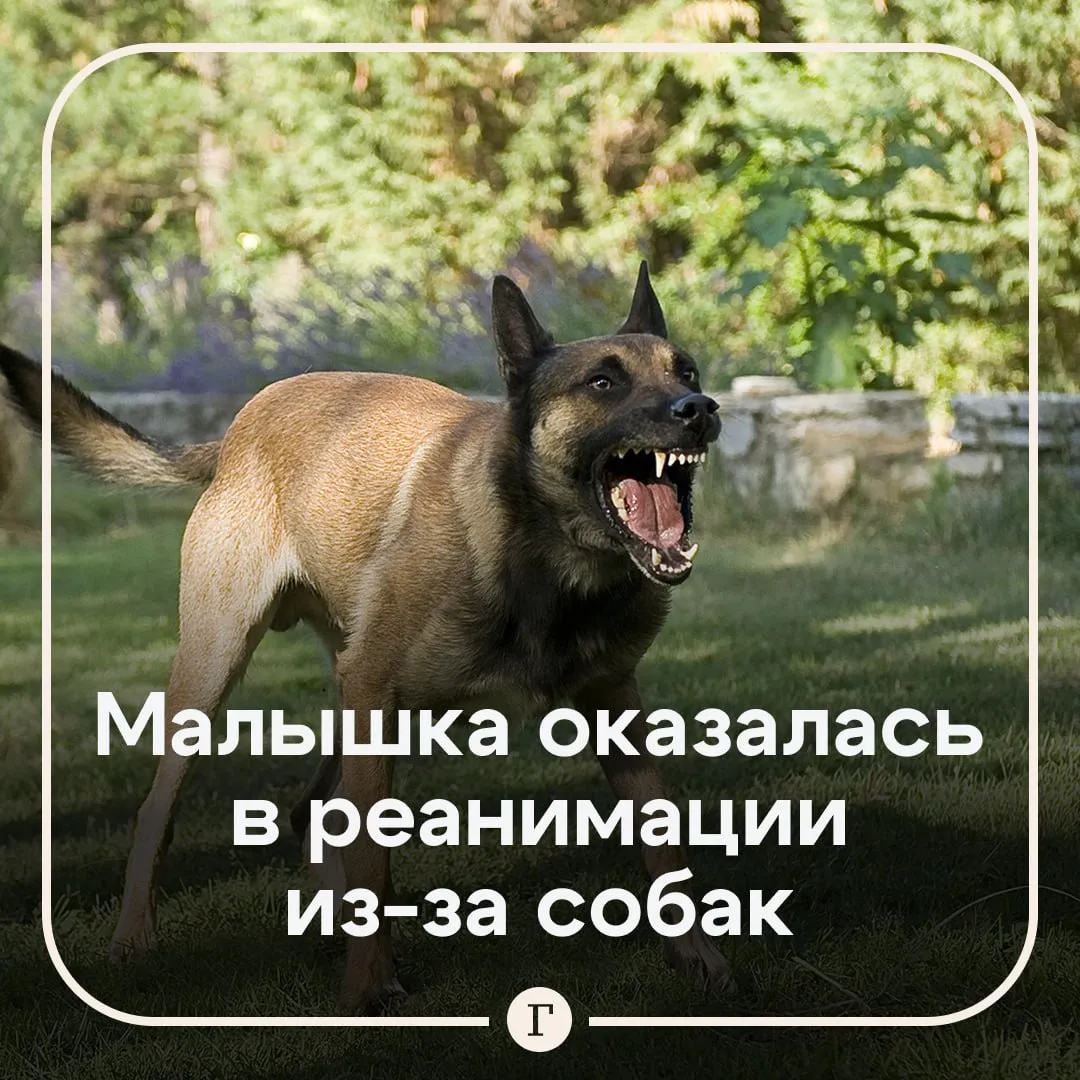 Бродячие собаки напали на трехлетнюю девочку сбежавшую из детсада В селе Черный Яр Астраханской области малышка осталась одна без присмотра воспитателей Пока никто не видел она открыла калитку и сбежала с территории детского сада Ребенок дошел до парка где на него напали бродячие собаки Девочку госпитализировали в тяжелом состоянии у нее были множественные укусы на голове теле и конечностях Сначала ее положили в реанимацию затем перевели в отделение травматологии врачам удалось стабилизировать состояние малышки Из за нападения собак СК возбудил уголовное дело по статье Оказание услуг не отвечающих требованиям безопасности жизни и здоровья потребителей Проверяют работу воспитателей и ответственных за надзор над бездомными собаками Читайте Газету Ru в MAX