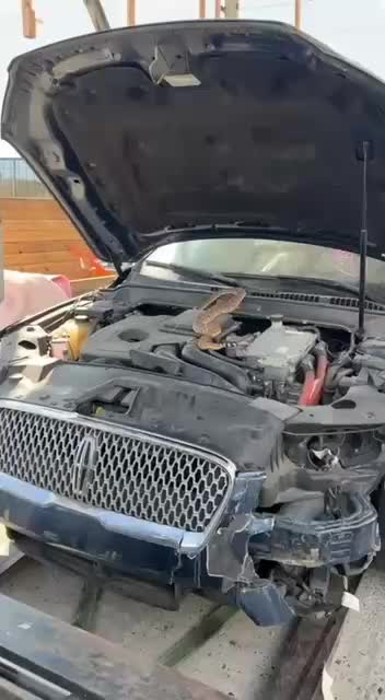В Молдове под капотом автомобиля нашли гремучую змею