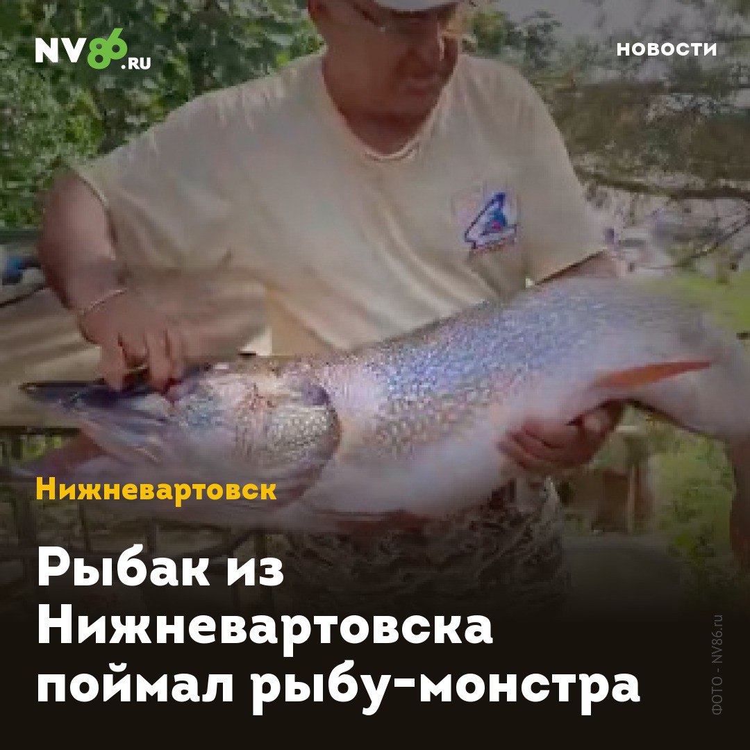Рыбак из Нижневартовска поймал рыбу монстра Гигантскую щуку выловил рыбак на Оби в Нижневартовском районе ХМАО и похвастался видео в сообществе югорских рыбаков в соцсетях Видео с рыбой монстром публикует телеканал N1   t me n1 nv 20153 Визуально щука весит около 12 13 килограммов На момент съемки рыба еще подавала признаки жизни а владелец трофея не мог сдержать эмоций преисполнившись гордостью Какая красавица О какую красоту поймала сегодня Так что приезжайте ловить будем их Она еще живая делится радостью счастливый рыбак Эксперты говорят что сезон ловли этого вида рыбы подходит к концу осталось буквально две недели Считается что как только листья с деревьев начнут опадать на воду щука перестанет клевать Поймать рыбу можно будет уже только во время зимней рыбалки когда щука выйдет на охоту nv86 me vk com nv86ru ok ru nv86 ru