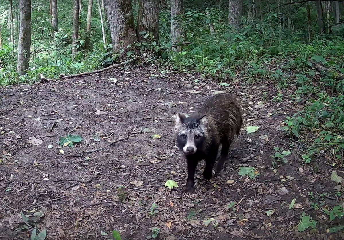 Енотовидная собака чувствует себя в "Калужских засеках" как дома Фотоловушка в заповеднике «Калужские засеки» зафиксировала молодую енотовидную собаку, прогуливающуюся по заповедной территории. ↗ Прислать новость Подписаться