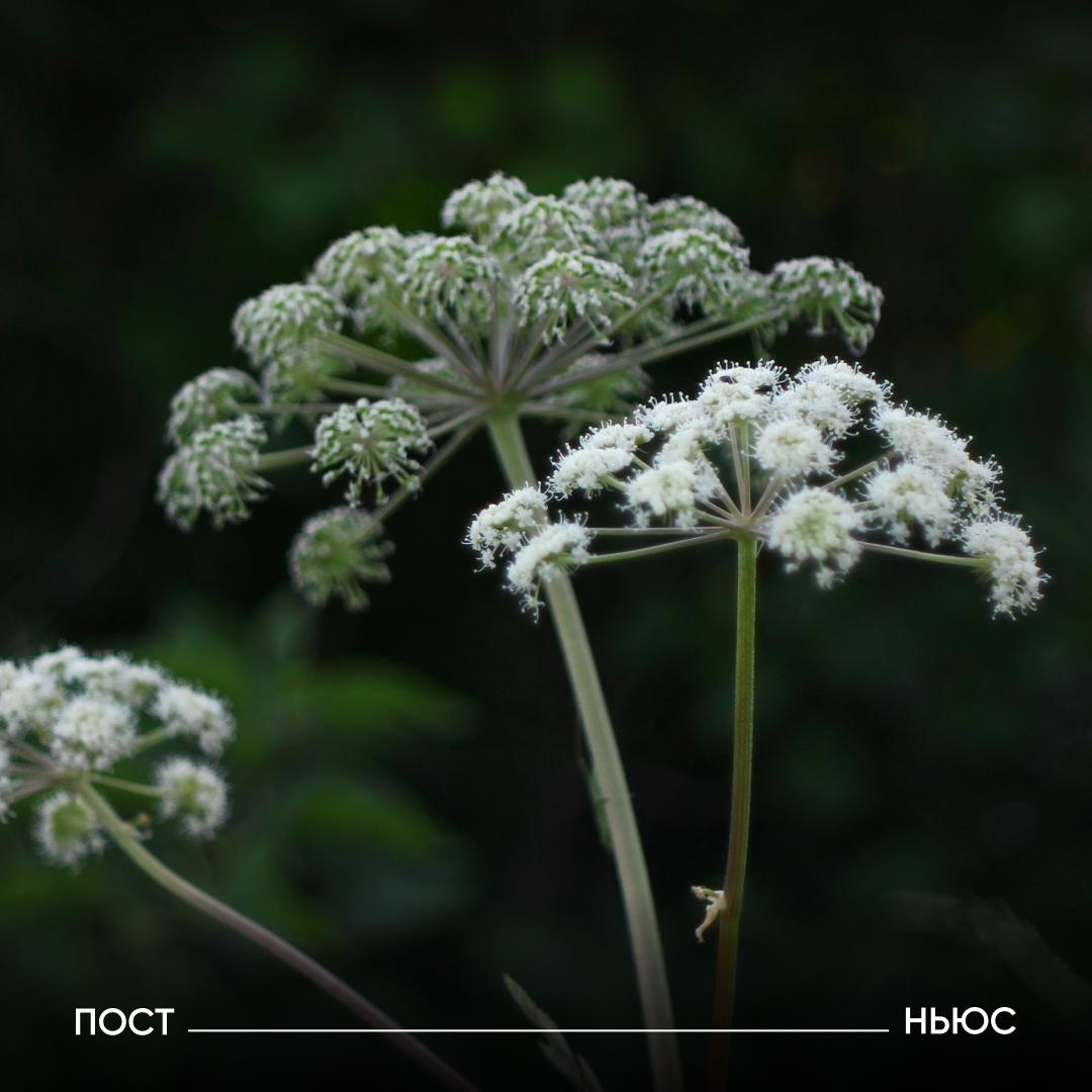 У россиян начали изымать землю из за борщевика Суд Ярославской области постановил забрать участок площадью 170 га у собственника который несколько лет не боролся с сорняком несмотря на штрафы сообщил губернатор региона Михаил Евраев По его словам федеральный закон обязывает владельцев земель уничтожать борщевик В 2025 году власти проверили более 5000 участков на 1400 из них нашли нарушения Общая сумма штрафов составила свыше 60 млн руб Что думаете борщевик зло все правильно делают ну не изымать же целый участок Подписывайтесь на PostNews в MAX