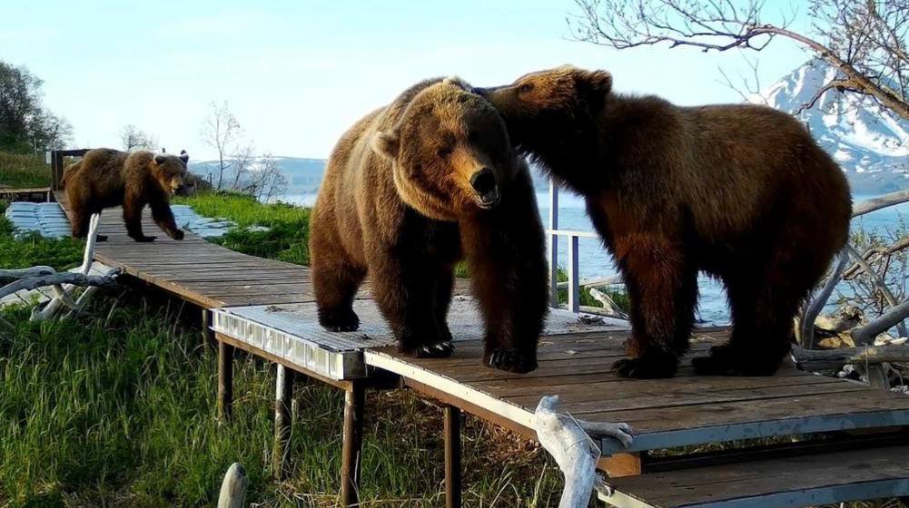 Поцелуй на прощание Трогательную сцену медвежьих семейных отношений запечатлела фотоловушка, установленная возле настильной тропы у кордона «Травяной» на берегу Курильского озера в Южно-Камчатском федеральном заказнике. Автоматическую камеру установила государственный инспектор Лиана Варавская, которая много лет наблюдает за своими косолапыми соседями. «Это семейство я видела пару раз возле кордона. Медведица с двумя медвежатами-третьяками, то есть это третье лето в их жизни, мирно проходили вдоль электрозабора, который обеспечивает безопасность сотрудников и посетителей. Уже совсем скоро эти медвежата станут самостоятельными. Май-июнь – время распада медвежьих семей. На этом снимке медвежонок прикусил шерсть своей матери. Так многие наземные млекопитающие делают, показывая свою привязанность и симпатию, как это называется у людей. Возможно, это последнее их совместное фото», – рассказала Лиана.
