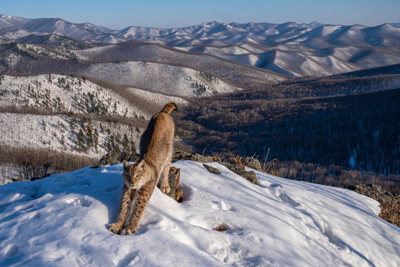 Российский фотограф Игорь Метельский стал победителем самого престижного в мире конкурса снимков дикой природы Wildlife Photographer of the Year.   Победу фотографу в номинации «Животные в их естественной среде обитания» принёс снимок потягивающейся рыси на вершине сопки в Лазовском районе Приморского края.  Церемония награждения состоялась в Лондоне вчера.  Рысь со снимка — уже звезда. В 2023 снимок из этой же серии стал обладателем спецприза «Снято на фотоловушку», учрежденного Центром «Амурский тигр» и компанией «ФосАгро» в конкурсе РГО «Самая красивая страна».  Поздравляем Игоря Метельского с заслуженной победой!    Центр «Амурский тигр»