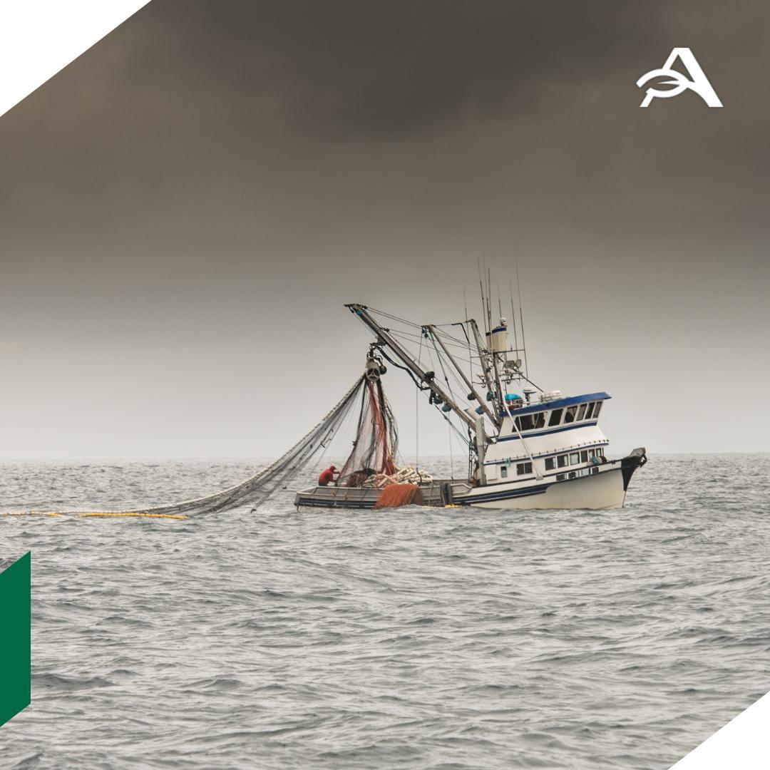 Рыбаки смогут внести первый платеж за участки до 1 октября 2026 года Правительство РФ утвердило перенос срока первого платежа при перезаключении соглашений на пользование рыболовными участками Для договоров оформленных с 1 января по 1 июня 2026 года внести средства можно будет до 1 октября 2026 го Соответствующее постановление опубликовано на портале правовой информации Ранее пользователи должны были оплатить 25 от стоимости сразу при подписании документов Отсрочка позволит снизить операционную нагрузку на предприятия особенно в Камчатском крае основном регионе добычи тихоокеанских лососей Перезаключение договоров пользования рыболовными участками началось 1 сентября 2025 года Условия соглашений приводятся к единым параметрам а бизнес получает горизонт планирования на 20 лет Росрыболовство ожидает основной объем заявок в следующем году agroexpert Наши каналы