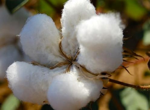 Власти Узбекистана намерены создать новый сорт хлопка и отказаться от импортных семян Соответствующее поручение специалисты Центра геномики и биоинформатики и Института хлопководства получили от президента Шавката Мирзиёева на совещании по развитию агросектора На территории научных учреждений построят фитотрон и репродукционную теплицу что позволит ускорить вывод отечественного сорта и сократить сроки селекционных работ в 2 5 раза Дополнительно обсуждались меры по повышению урожайности от поддержки малопродуктивных хозяйств и внедрения современных технологий до системы наставничества при которой опытные фермеры будут закрепляться за коллегами с низкими показателями Подробнее на нашем сайте Актуальные новости из Центральной Азии fergananews