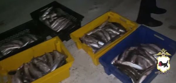 На Байкале браконьеры выловили омуль на 3 5 млн рублей Двух нелегальных рыбаков задержали возле деревни Зама Ольхонского района По данным оперативников они выловили более 500 омулей Возбуждено уголовное дело БД В MAX