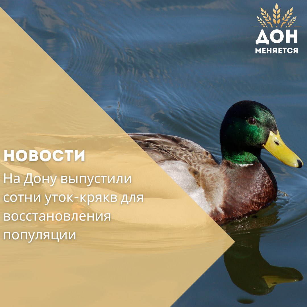 В водоёмы Кашарского района Ростовской области выпустили 700 уток-крякв — мероприятие прошло в рамках программы по восстановлению и поддержанию численности дикой фауны. Его организовали охотпользователь ООО «Придонье» совместно с министерством природных ресурсов региона. Такие выпуски проводятся ежегодно: в среднем от 7 до 11 тысяч особей. В 2024 году число выпущенных уток составило 7148. Только с начала этого года в дикую природу уже вернулись более 5 тысяч крякв. – Сохранение биоразнообразия Донского края — один из приоритетов нашей работы, – отметил министр природных ресурсов Ростовской области Михаил Фишкин.