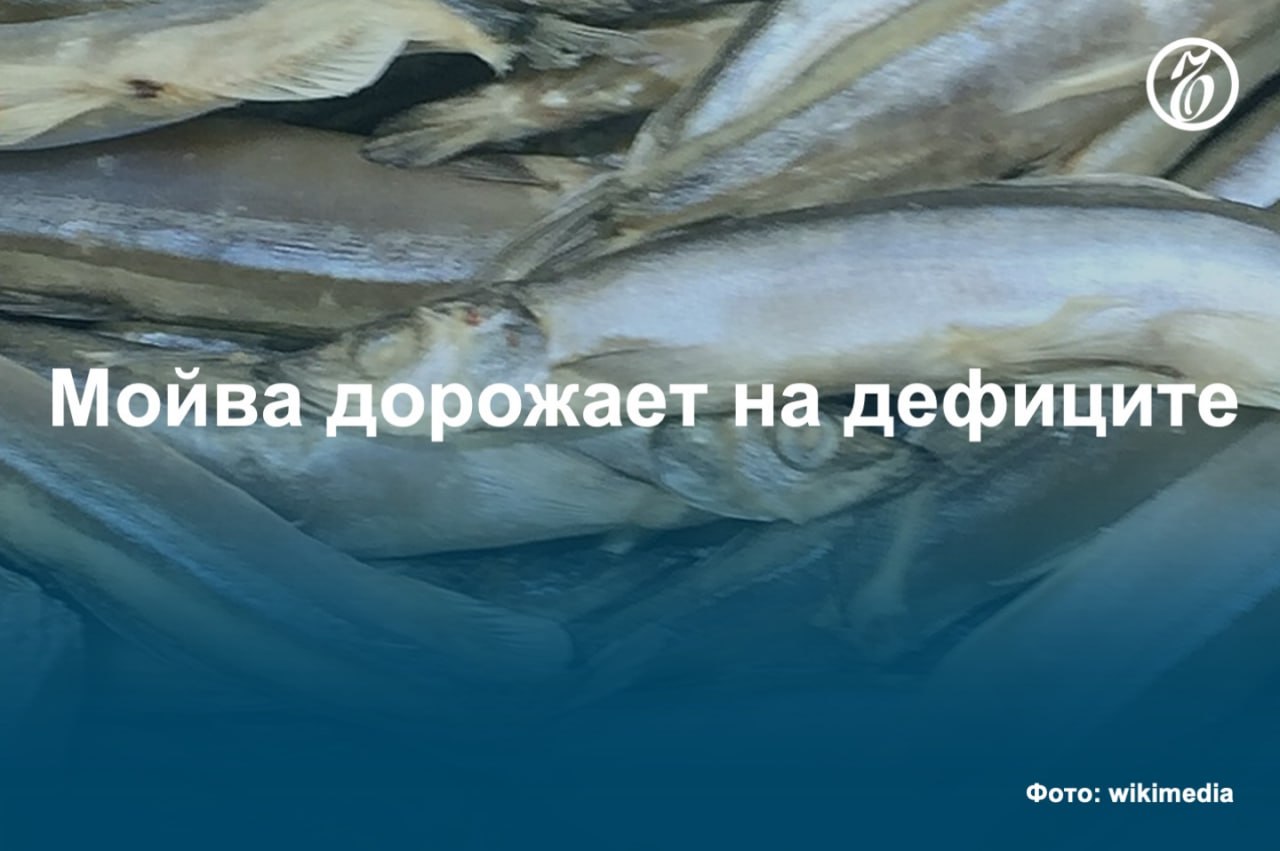 Оптовая стоимость атлантической мойвы в России за год выросла почти в три раза, до 210 руб. за 1 кг и теперь стоит дороже атлантической сельди и минтая. Это объясняется дефицитом предложения: промысел мойвы в Баренцевом море в этом году практически не ведется для сохранения нерестовых запасов. Спрос также растет, но прошлогодние запасы практически исчерпаны, а объем импортных поставок в любом случае будет несущественным. #Ъузнал