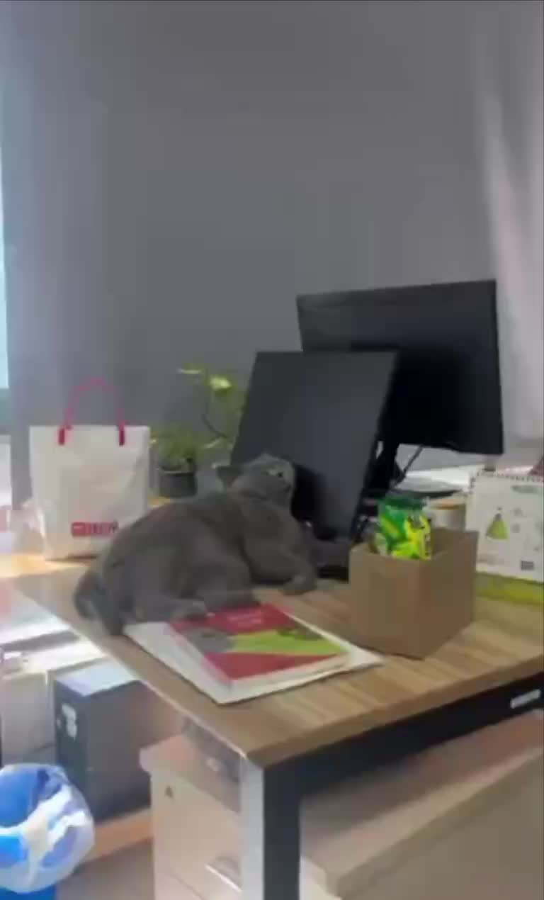В Москве запущена услуга подписки на фото котиков