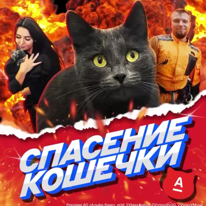 Сотрудники Альфа Банка спасли кошку с крыши в Самаре