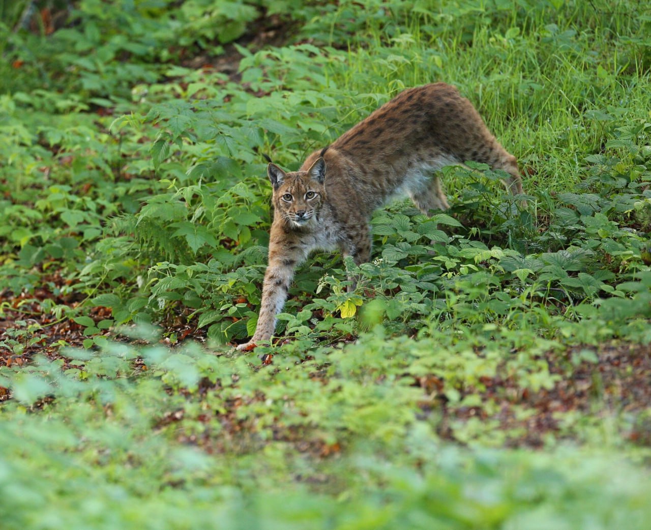 Рыси нападают на домашних кошек в Подмосковье из за нехватки еды Количество особей в регионе увеличилось в 2 5 раза до 80 животных Больше всего диких рысей в Волоколамском Рузском и Дмитровском округах из за роста популяции Хищники охотятся на мелких зверей а при их нехватке приближаются к людям в поисках еды Экологи советуют не отпускать домашних животных без присмотра и не подкармливать рысей За убийство краснокнижной рыси предусмотрены штраф до миллиона рублей или лишение свободы до пяти лет