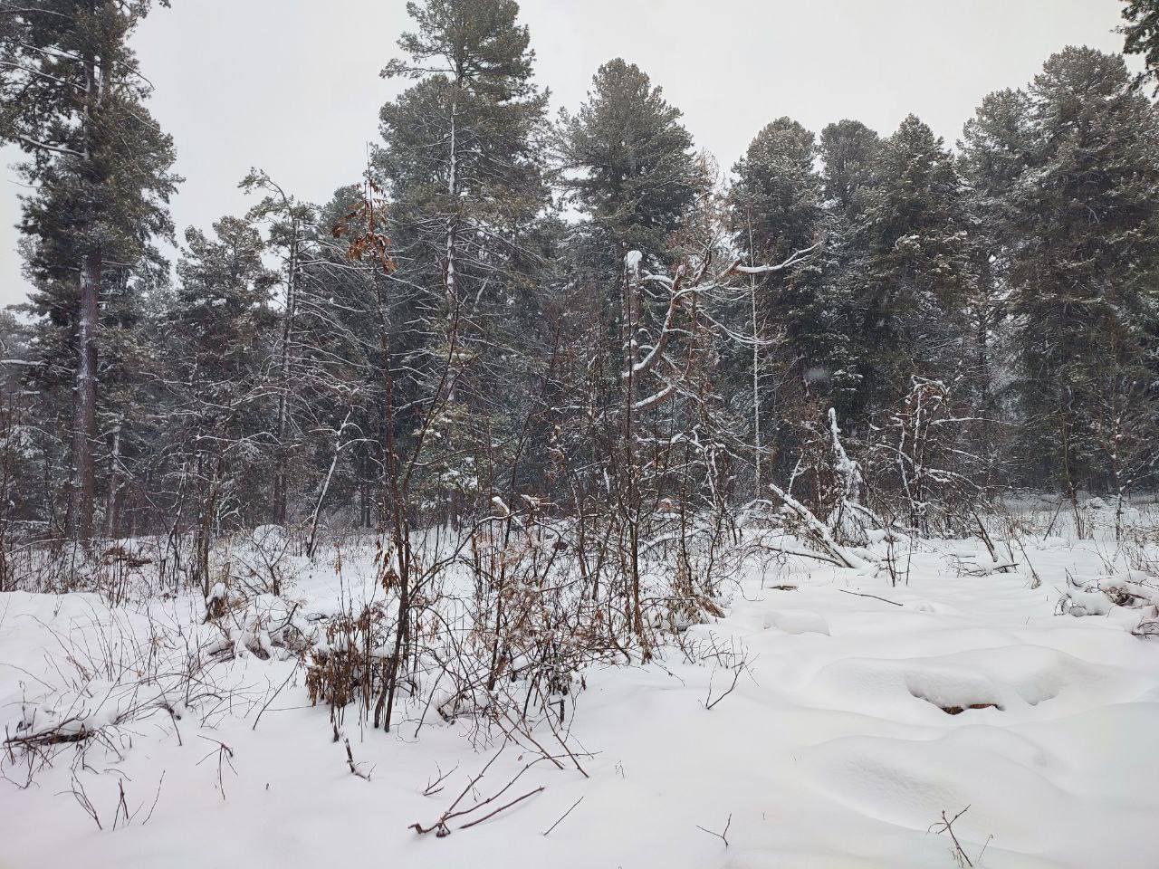 Томская межрайонная природоохранная прокуратура потребовала установления охранных зон в отношении нескольких припоселковых кедровников и других региональных памятников природы Томская межрайонная природоохранная прокуратура провела проверку исполнения законодательства об особо охраняемых природных территориях Установлено что на территории Томской области созданы особо охраняемые природные территории регионального значения Белоусовский припоселковый кедровник Уртамский Яр и фрагмент степи у села Уртам Конев Яр Нижне Сеченовский припоселковый кедровник Протопоповский припоселковый кедровник Зоркальцевский припоселковый кедровник Тымский припоселковый кедровник Лесопарк в селе Нарым Склон с реликтовой растительностью у села Коларово Прогрессовский пруд Болото Ишколь Болотное урочище Челбак Озеро Мундштучное Белый Яр Лесопарк у деревни Комаровка Остров липы Древостои черного тополя Пойменное болото Симанский бор Базойский кедрово болотный комплекс Петровский припоселковый кедровник Суйгинский лесопарк Ювалинский припоселковый кедровник Болотный массив у деревни Новоуспенка Озеро Окуневое и Кисловский бор поселение муравьев Однако в нарушение закона границы этих территорий до сих пор не определены охранные зоны также не созданы что создает риск незаконной застройки и других негативных воздействий   В этой связи природоохранный прокурор в судебном порядке потребовал от регионального департамента природных ресурсов и охраны окружающей среды в установленном порядке установить охранные зоны в отношении 25 особо охраняемых природных территорий Исковые заявления находятся на рассмотрении в Кировском районном суде г Томска