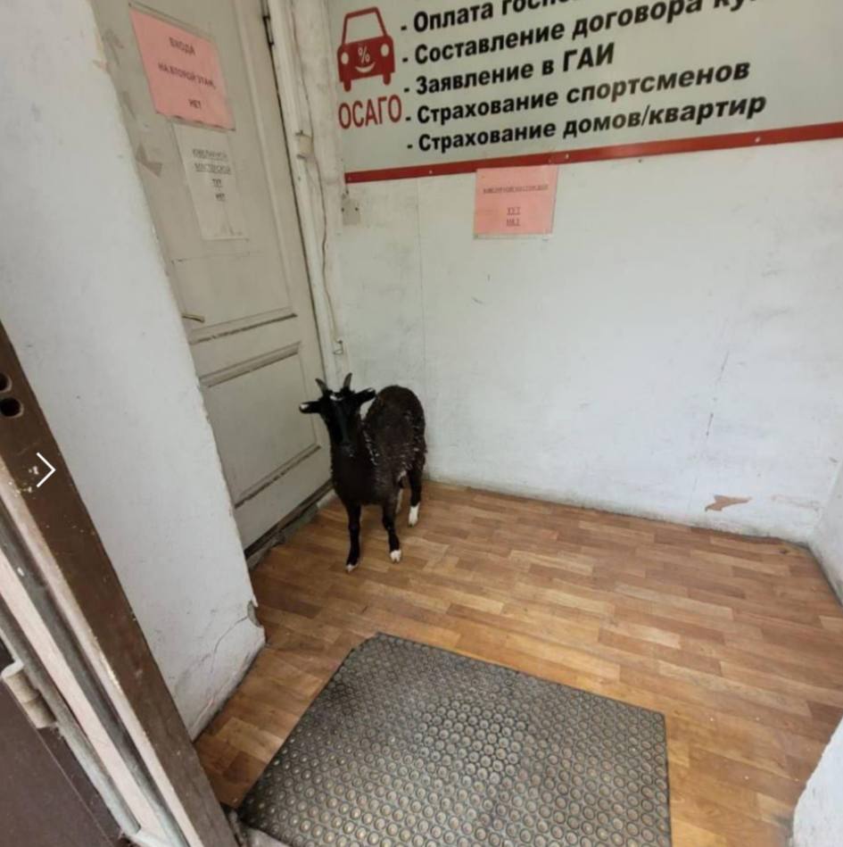 Козёл в очереди: в Уссурийске заметили копытного, ожидающего автостраховку На улице Пушкина в Уссурийске очевидцы засняли козла, терпеливо стоящего у дверей офиса страховой компании. Животное вело себя спокойно и будто бы ждало своей очереди вместе с остальными. Предположительно, хозяин решил ненадолго оставить своего питомца, пока сам оформляет документы. Прислать новость: Наш Чат