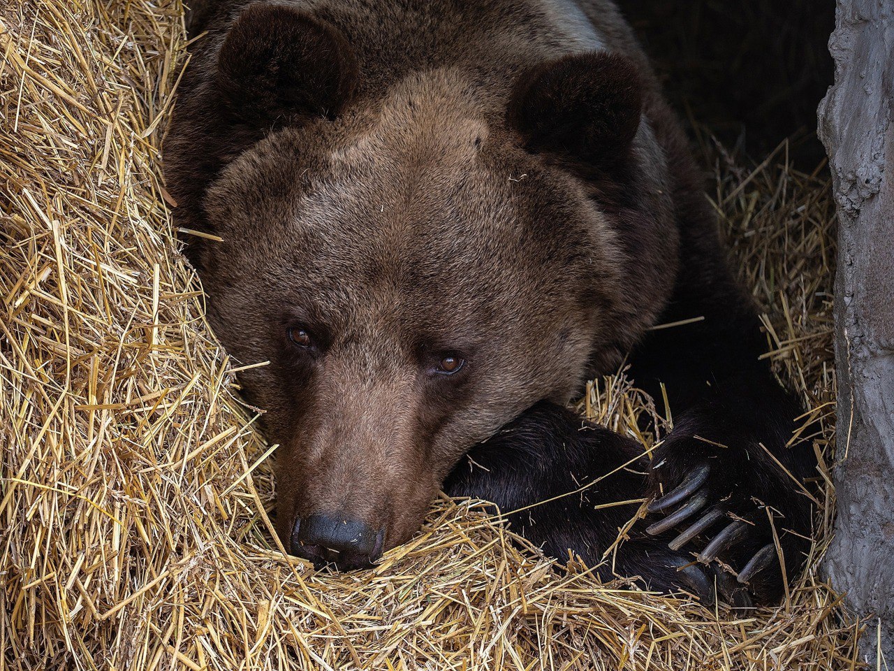 Медведи в Роевом ручье легли в спячку Обычно косолапые засыпают к 13 декабря В зоопарке им помогают подготовиться к спячке осенью кормят сытной едой а к зиме уменьшают порции чтобы приблизить условия к естественным В вольеры привозят сено и медведи делают себе лежанки Сейчас в Роевом ручье спят Тянь Шанский белокоготный медведь Памир гималайская медведица Аза и бурые Буян с Машей Увидеть их до весны можно только на фотографиях Фото roev ruchey eniseytv