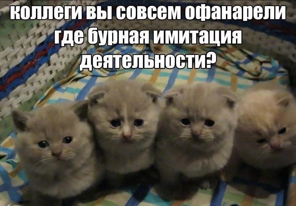 Депутаты Татарстана поддержали введение норматива в 18 квадратных метров на одного питомца в квартире Изменения хотят внести в закон Об ответственном обращении с животными Исключение сделают для случаев разведения потомства до достижения щенками и котятами шести месяцев а также для собак поводырей inde io news deputaty tatarstana podderzhali vvedenie normativa v 18 kvadratnyh metrov na odnogo pitomcza v kvartire