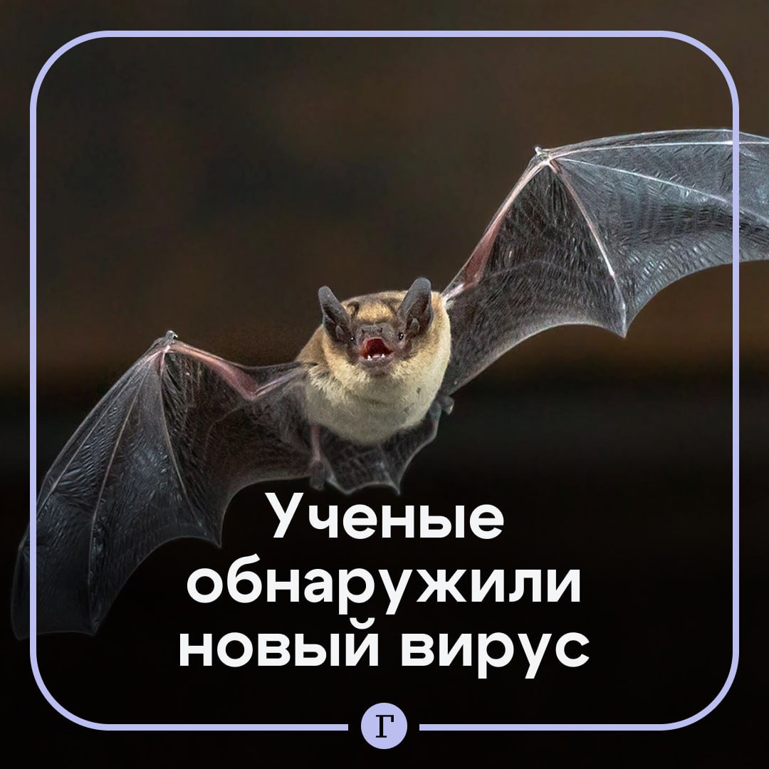 Австралийские ученые обнаружили новый вирус его тоже распространяют летучие мыши В Национальном научном агентстве Австралии патоген назвали Солт Галли отметив что он похож по структуре на вирусы Nipah и Hendra Их Всемирная организация здравоохранения классифицирует как приоритетные патогены Однако эксперты пока не знают какую опасность несет новый вирус для человека и не могут точно сказать как будет развиваться ситуация в дальнейшем Читайте Газету Ru в MAX Участвуйте в розыгрыше