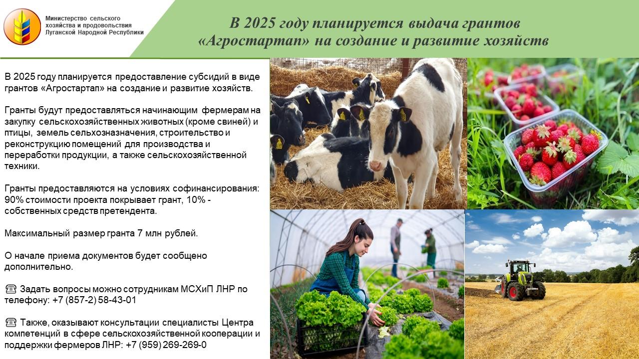 В ЛНР будут выдавать гранты до 7 млн рублей начинающим фермарам по программе «Агростартап-2025», сообщили в Минсельхозе ЛНР.