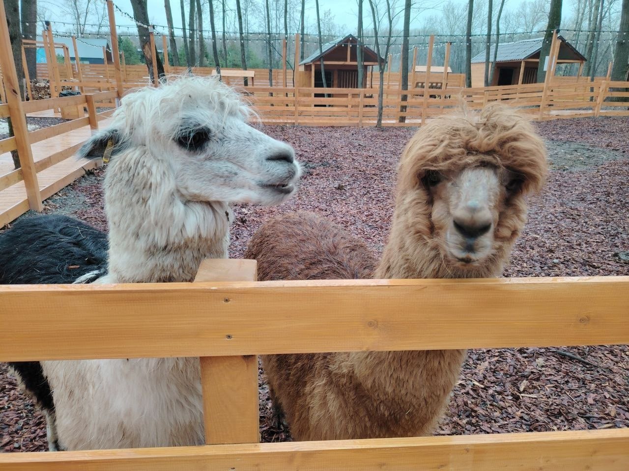 Парк альпак в Уфе работает без лицензии Речь идет о зоопарке Симба на улице Сельская Богородская Как сообщили в региональном Россельхознадзоре у предпринимателя отсутствует официальное разрешение на содержание животных в культурно зрелищных целях в Уфе За это надзорное управление объявило бизнесмену предостережение А вы посещали этот зоопарк utv ru bash ufa