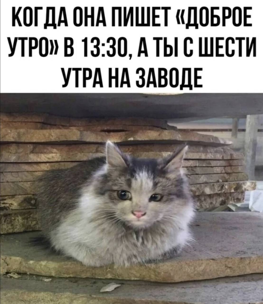 Зэки теперь могут получать мемы Родственникам и близким заключенных которые находятся в СИЗО и колониях разрешили отправлять смешные картинки Для этого нужно создать письмо с картинкой оформив заказ в приложении или на сайте Затем его распечатают в учреждении передадут цензору а после заключённому Самым высоким спросом пользуются мемы с котами и пацанские цитаты что говорит о запросе на позитивный контент рассказали в ZT retailrus