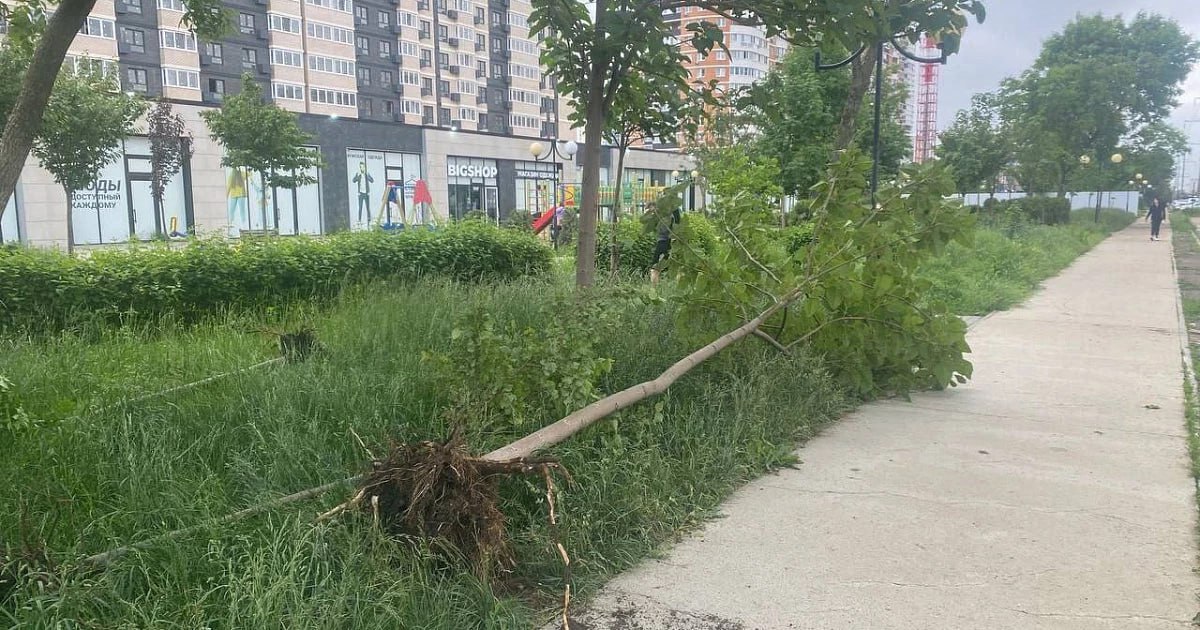 В Краснодаре на бульваре начали вырубать деревья Местные жители пожаловались на то, что с утра рабочие начали рубить деревья, которые были посажены совсем недавно. Большинство насаждений были посажены местными жителями во время субботников. Также выяснилось, что у рабочих нет порубочных билетов на руках. Официальной информации об инциденте пока нет. Помоги Городу / Telegram /фото/видео для публикации или заказать рекламу: «Утренний Юг»