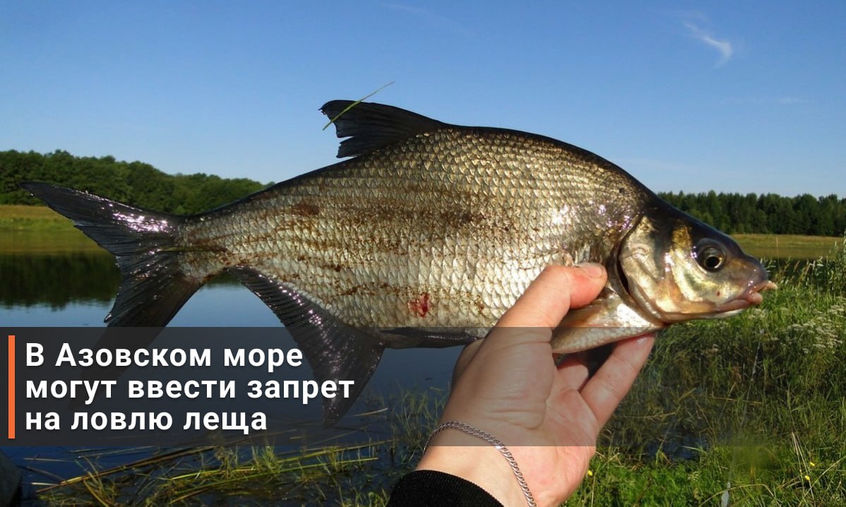 В Азовском море и Таганрогском заливе прогнозируют запрет на вылов леща: его поголовье сокращается из-за повышения солёности воды.  По информации ТАСС со ссылкой на замруководителя АзНИИРХ  прим. — Азовский НИИ рыбного хозяйства  Виталия Мартыновченко, одной из главных причин сокращения популяции леща стало сокращение объема речного стока в бассейн реки Дон. Из-за этого воды Азовского моря стали солонее на 15% — в таких условиях лещ жить не может, поэтому его ареалы нагула и обитания уменьшились.  Мартыновченко считает, что в будущем лещ, как и судак с таранью, утратит в Азовском море промысловое значение.         RostovGazeta