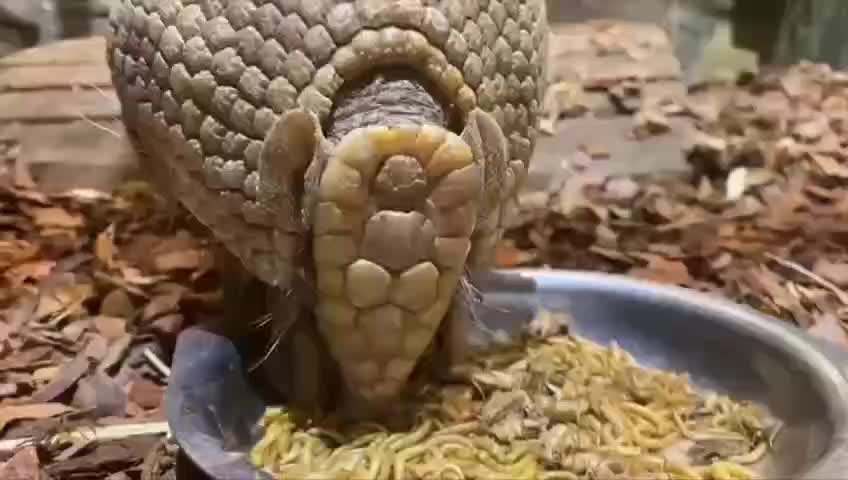 Шаровидный броненосец Шарик вернулся в Ленинградский зоопарк после неудачной попытки спаривания