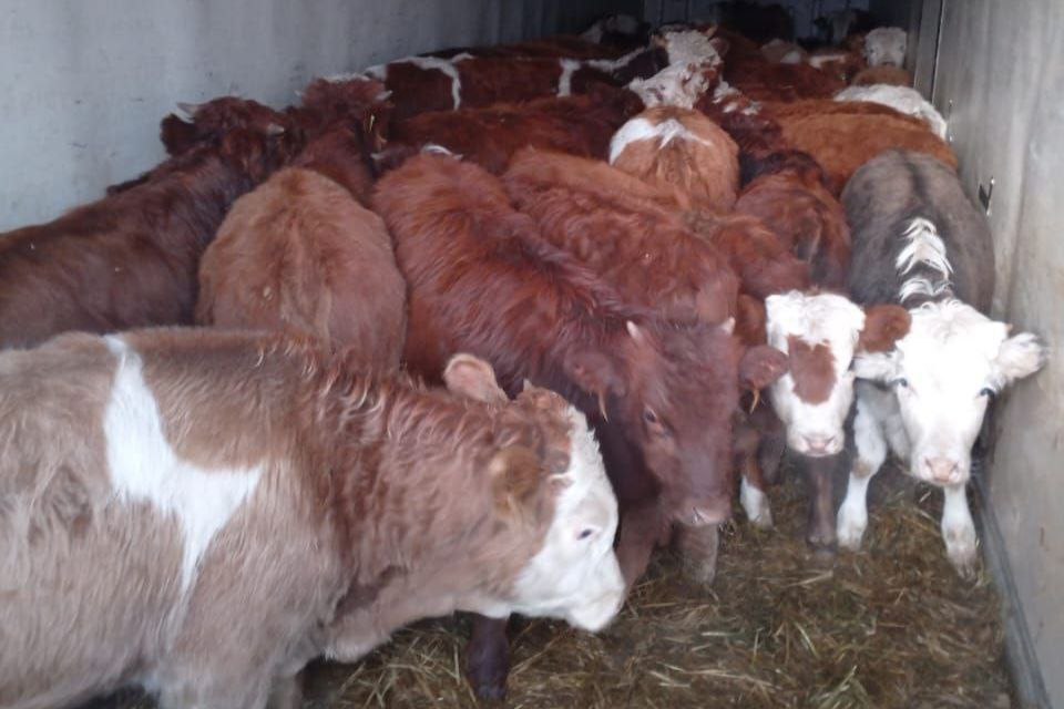 Пост ветконтроля начал работать на границе Красноярского края с Иркутской областью  Дополнительный пункт контроля установлен по инициативе ветнадзора соседнего с нами региона для усиления биологической безопасности Задача не допустить перемещения сельхозживотных и животноводческой продукции без ветеринарных сопроводительных документов Установку контрольно пропускного пункта должны учесть жители Иркутской области чтобы во первых соблюсти меры безопасности которые требует соседний с нами регион Во вторых чтобы не попасть в ситуацию когда придется возвращать груженую машину Подчёркиваю что мера носит исключительно профилактический характер Случаев опасных заболеваний сельхозживотных в Иркутской области не зарегистрировано Наш регион по эпизоотической ситуации благополучен сообщил заместитель руководителя службы ветеринарии Иван Лобицын Пост размещен вблизи поселка городского типа Нижний Ингаш Красноярского края Подписывайтесь на Правительство Иркутской области в MAX