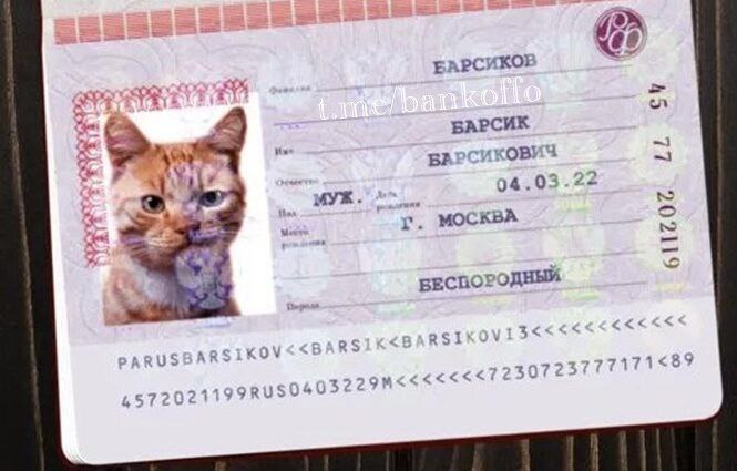В России могут ввести котопаспорт: единый учёт домашних животных на федеральном уровне. С такой инициативой выступил депутат Антон Ткачев. Он предлагает обязательную регистрацию и чипирование питомцев, чтобы снизить число бездомных животных, которое сейчас оценивают в 3,6 млн. Пока такие меры действуют лишь в 19 регионах.
