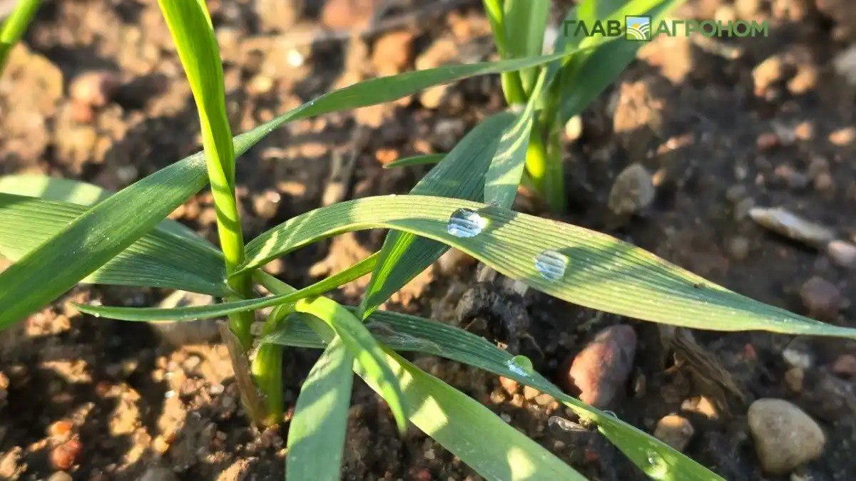 Россия стала лидером поставок карбамида в США Россия стала крупнейшим поставщиком карбамида в США нарастив долю в поставках азотных удобрений в штаты до 35 Подробнее читайте