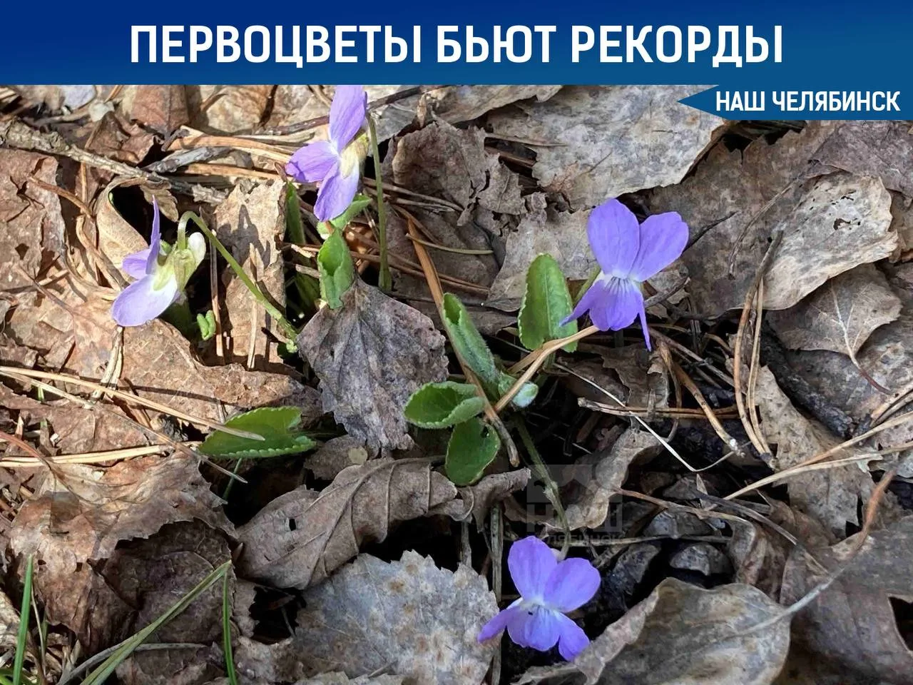 Первоцвет бьет рекорды В нацпарке Таганай фиалка собачья зацвела на 22 дня раньше среднемноголетнего срока став первым весенним цветком Этот вид фиалки известный также как березка и сердечник окрасил солнечные опушки парка в нежный фиолетовый цвет дополнив компанию синих медуниц и желтых мать и мачех Наш Челябинск новости без лапши Подпишись